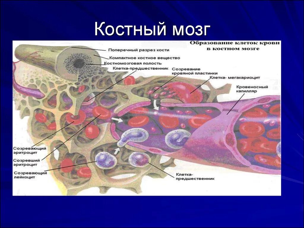 Красный мозг костей. Красный костный мозг структура иммунология. Локализация желтого костного мозга. Строение костного мозга. Расположение красного костного мозга.