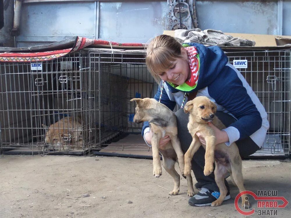 Приют человека отзывы. Волонтеры в приюте. Волонтеры с животными. Приюты для животных в Екатеринбурге. Волонтеры помогают животным.