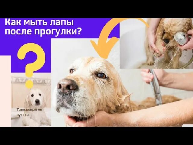 Мытье собаки после прогулки. Мыть лапы собаке после прогулки. как правильно мыть лапы собаке после прогулки. как правильно мыть собаку после прогулки. мыть лапки собаке после прогулки.