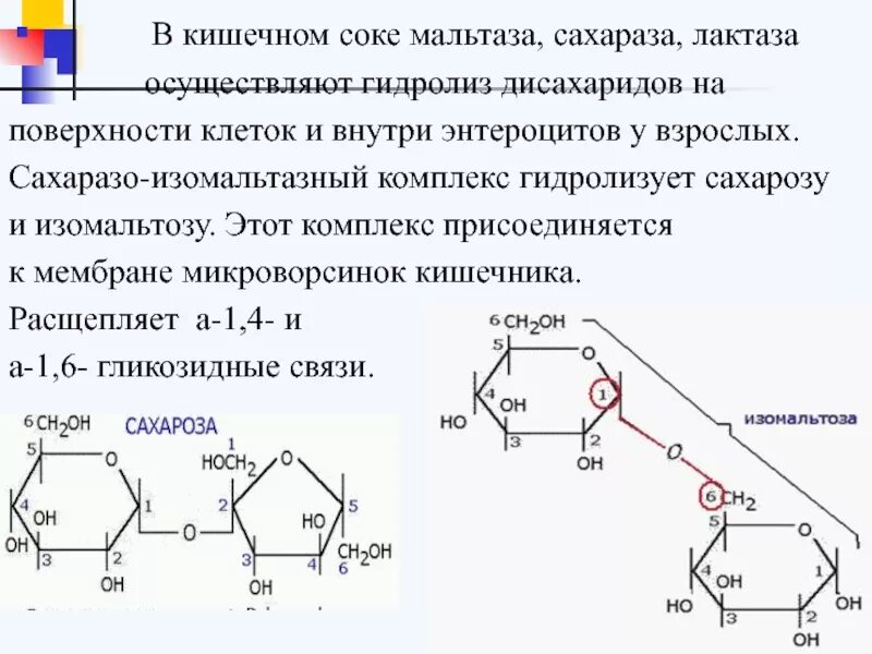 Компоненты мальтозы. Мальтоза дисахарид. Уравнение синтеза мальтозы. Мальтаза это. Формулы дисахаридов биохимия.