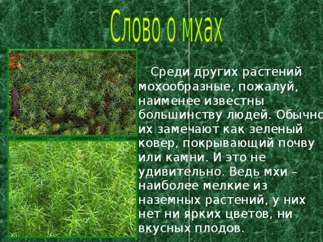 Сообщение о мхах