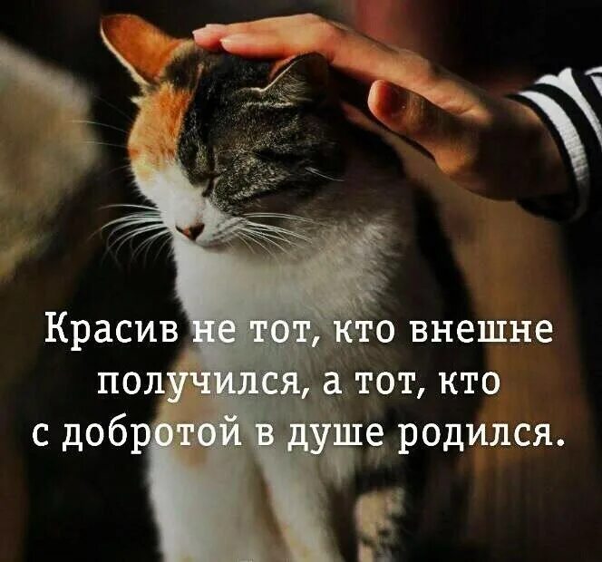 Человек и кот цитаты. Цитаты про животных. афоризмы про животных. фразы про животных. высказывания о животных.