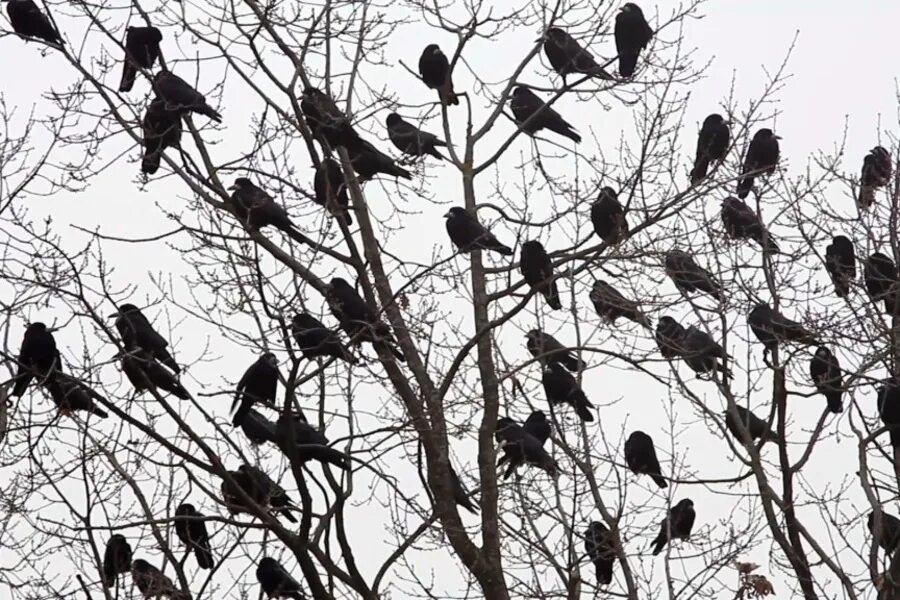Вороны собрались в стаю и каркают. Вороны стая. Вороны собрались в стаю и каркают. Стаи ворон в городе. Стая грачей.