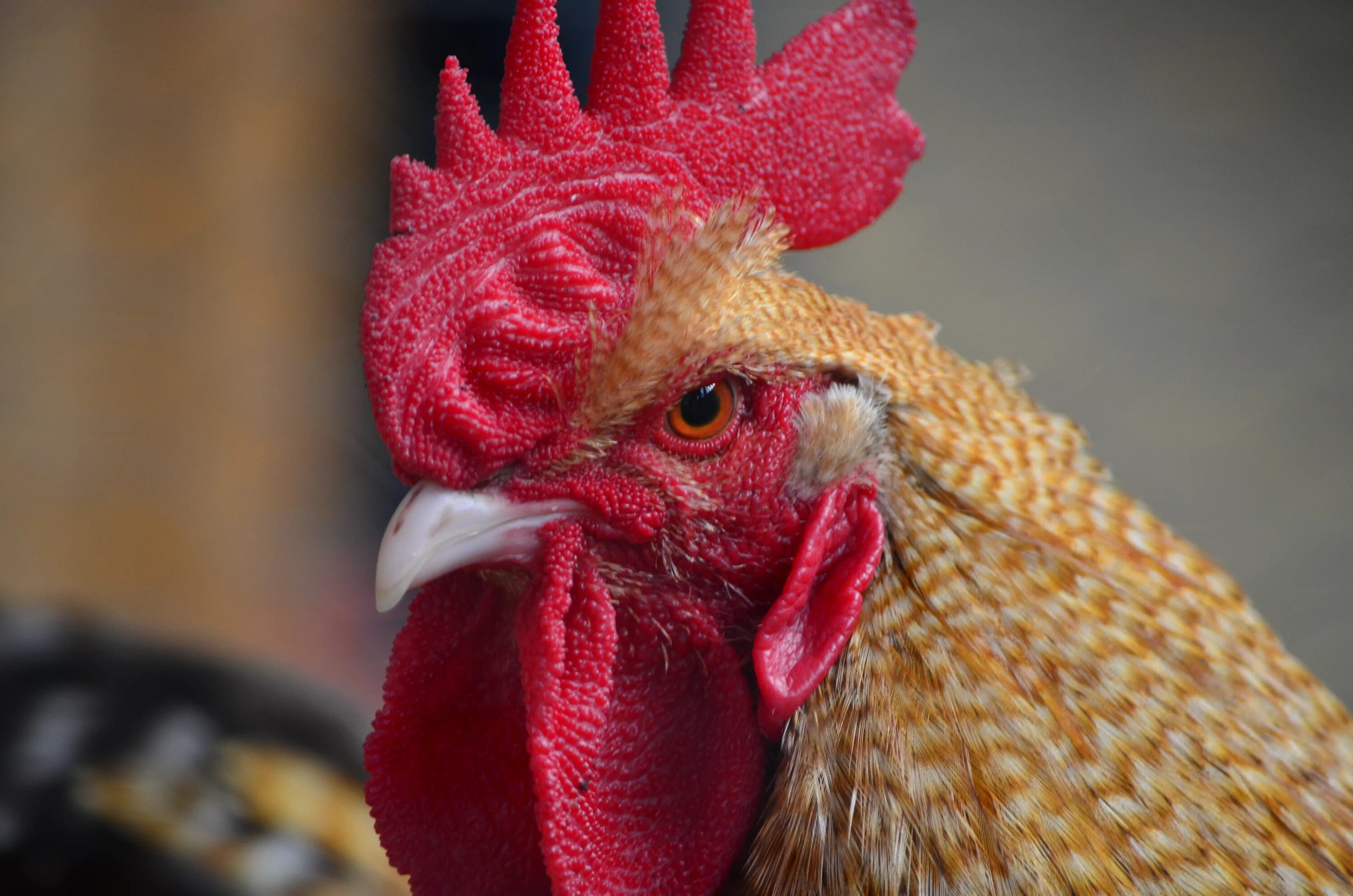 ENDED - WINNER ANNOUNCED - Comb Contest 2016 - BUTTERCUP BackYard Chickens - Lea