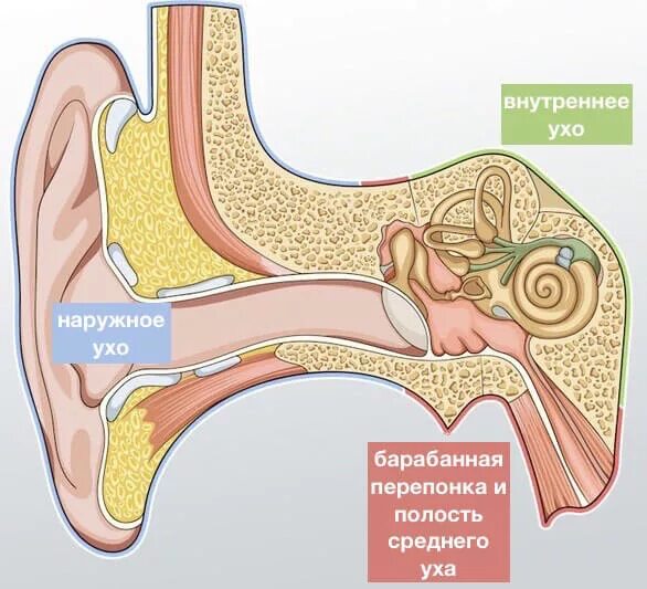 Пальцы барабанные перепонки. Несиндромальная нейросенсорная тугоухость. Нейросенсорная тугоухость это уха что. Барабанная перепонка при нейросенсорной тугоухости. Барабанная перепонка при сенсоневральной тугоухости.