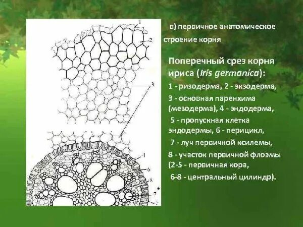 Проводящие пучки в стебле однодольных