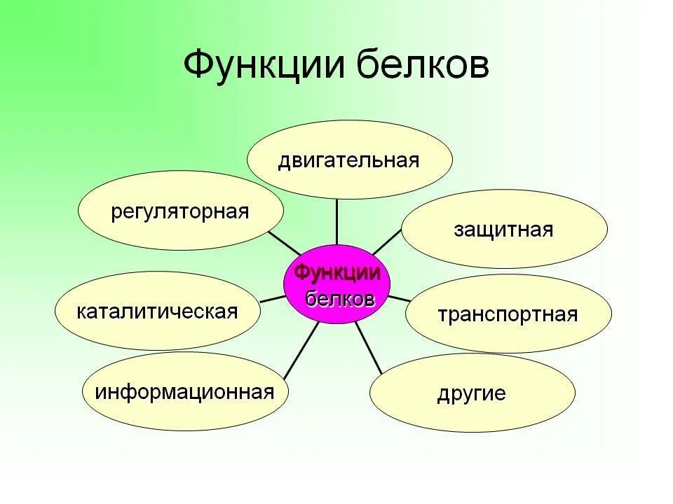 Роль белков в живых организмах. Функции белков в организме человека кратко. Функции белков в организме человека 8 класс биология. Белки функции в организме человека. Важнейшие функции белков в организме.