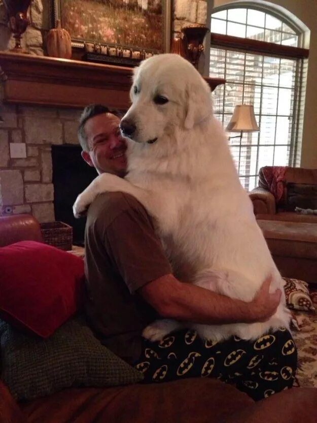 Огромные добрые собаки. Большой собака. Породы самых больших собак. Гигантские собаки. Собаки больших размеров.