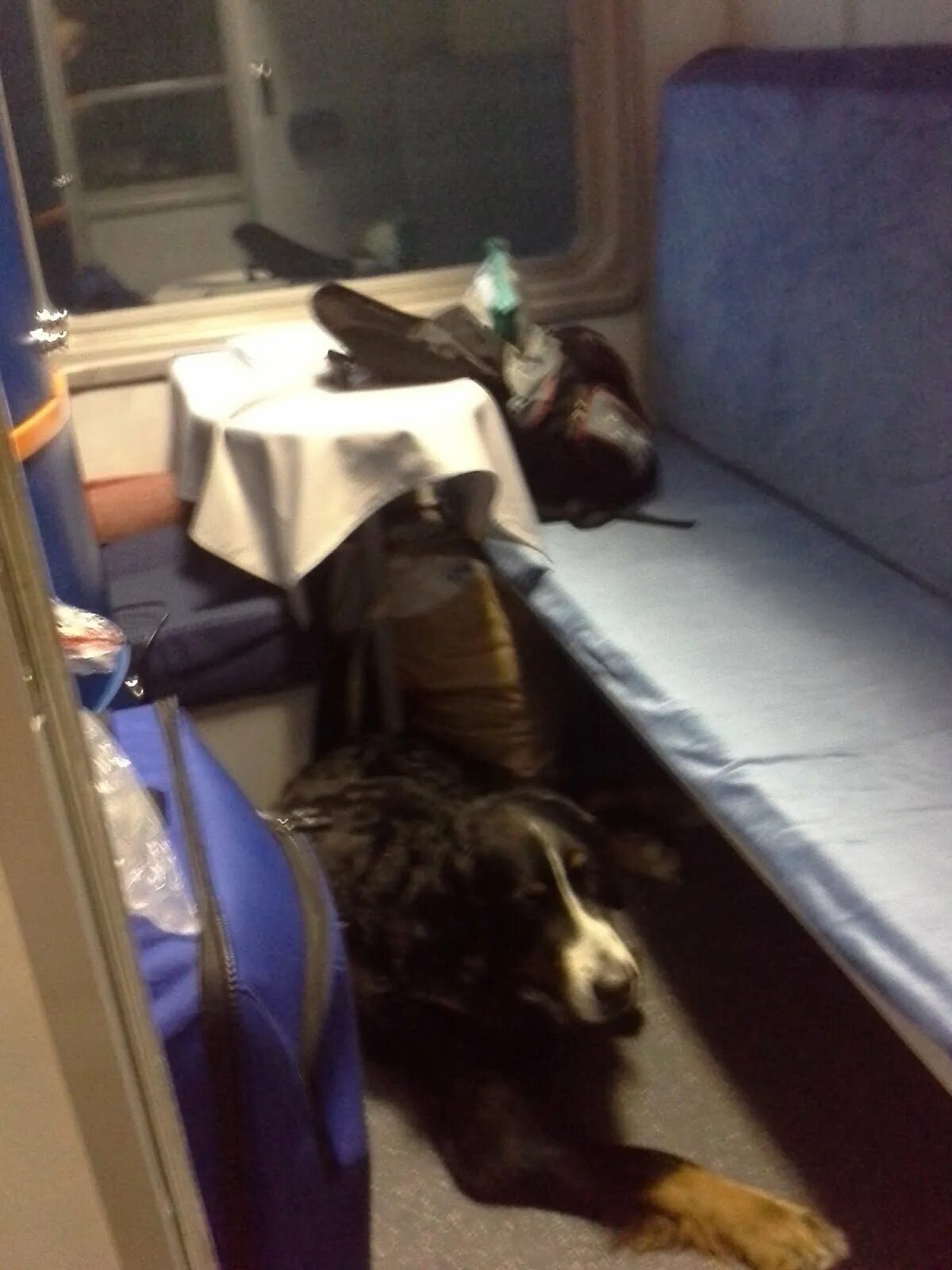 Собака в поезде. Крупная собака в поезде. Собака в купе. Собака в купе поезда. Как провезти собаку в поезде