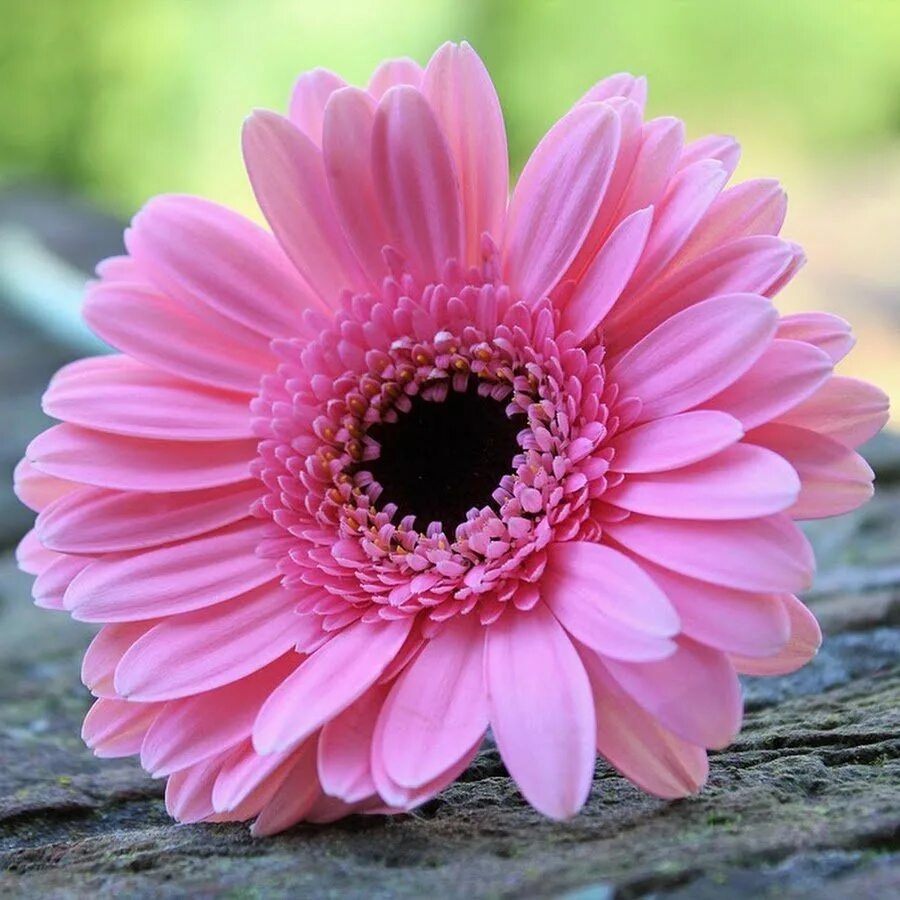 гербера абиссинская. герберы. астровые герберы. гербера фем. гербер.