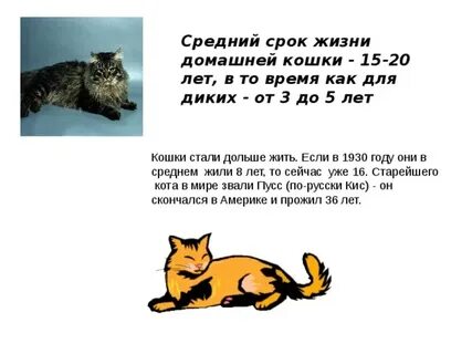 Продолжительность жизни кошек