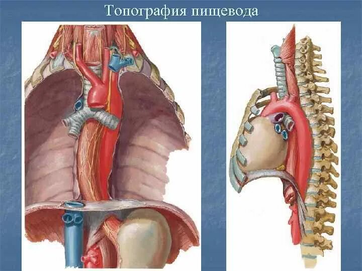 Синтопия пищевода. Шейный отдел пищевода топографическая анатомия. Топография шейного отдела пищевода. Пищевод синтопия голотопия. Синтопия пищевода в шейном отделе.