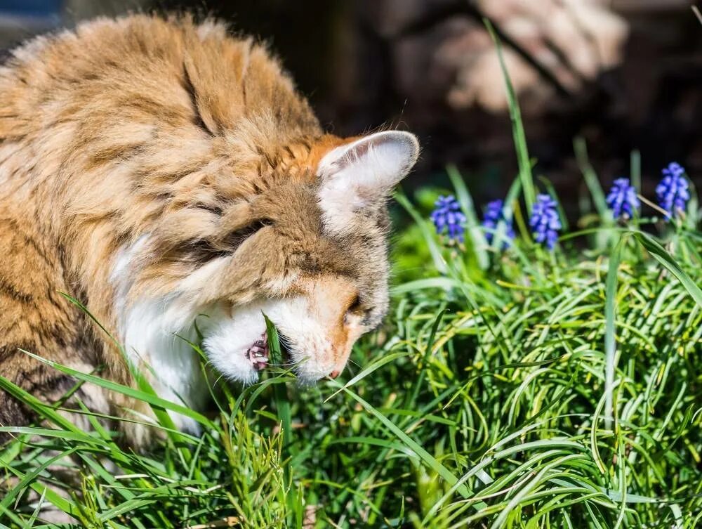Какое животное ест кота. Хищник ест траву. хищные животные едят траву. кошка ест траву. трава которую едят кошки и собаки.