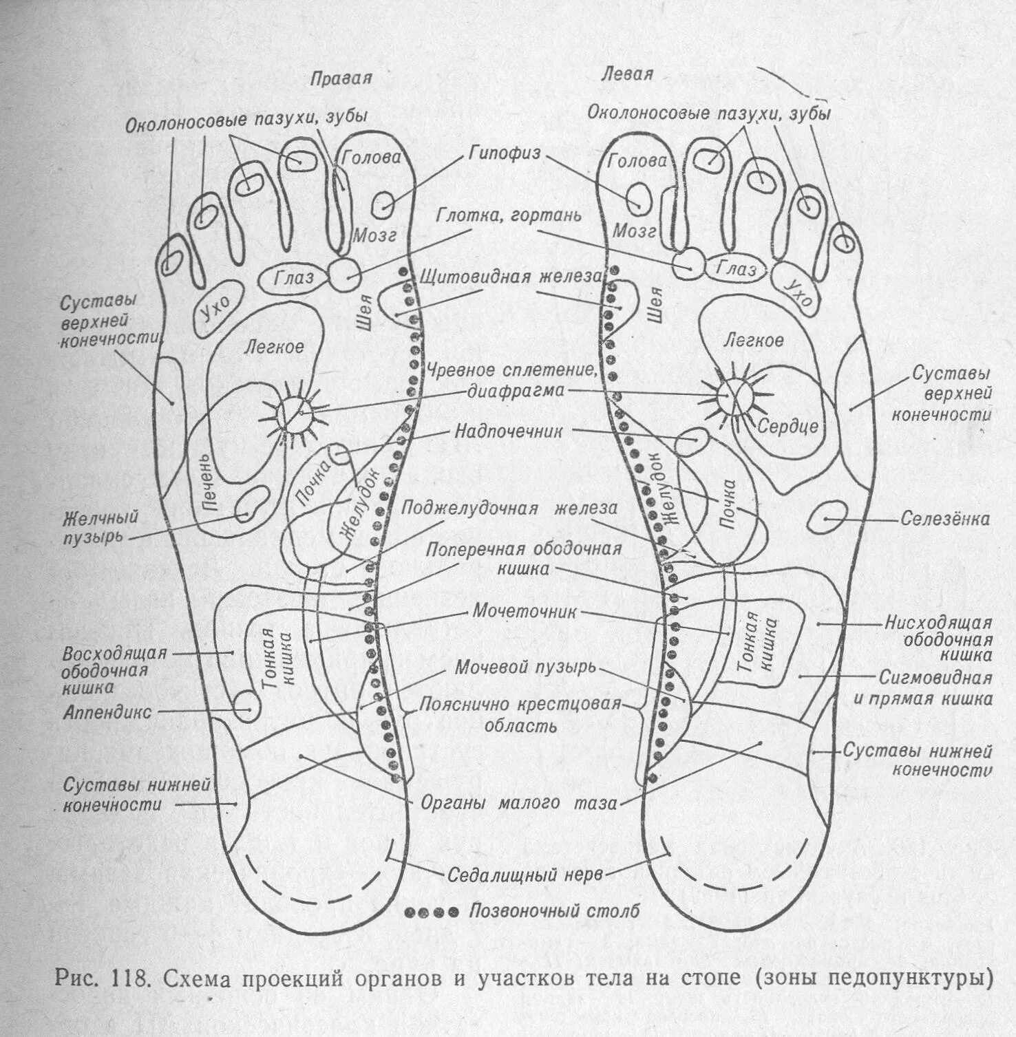 Точки на подошве ног. Активные точки на ступне. Биологически активные точки на стопе. Активные точки стопы акупунктура. Точки импульсов стопы.