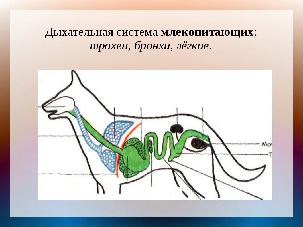 Газообмен млекопитающих. Схема строения дыхательной системы млекопитающих. Система органов дыхания млекопитающих органы дыхания млекопитающих. Дыхательная система млекопитающих схема биология 7 класс. Схема дыхательной системы млекопитающих 7