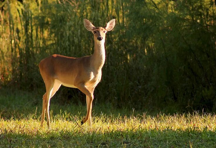 Pin on Horses in 2024 Deer pictures, Deer photography, Deer photos