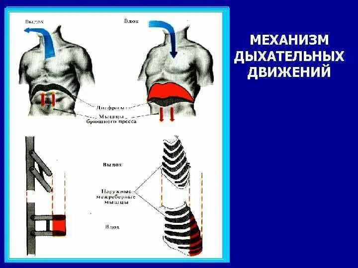 Вдох и выдох таблица. Механизм дыхания. Механизм дыхания физиология. Механизм дыхательных движений человека. Механизм дыхательных движений таблица.