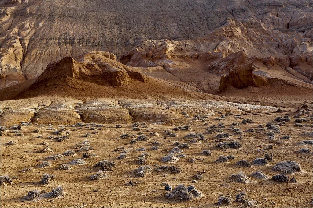 далы. далы. далы. пустыня мирзачуль. казахстан природа юрта.