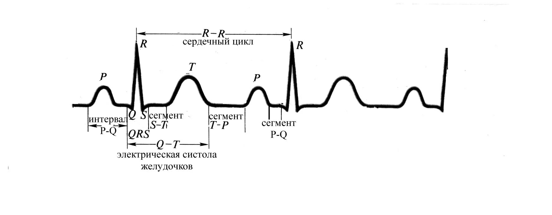 Фазы сердечного цикла на ЭКГ. Схема сердечного цикла ЭКГ. Фазы сердечного цикла схема. Фазы сердечного цикла на кардиограмме.