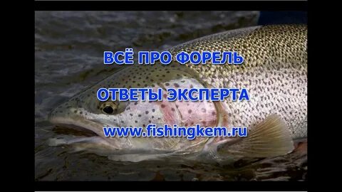 Форель особенности