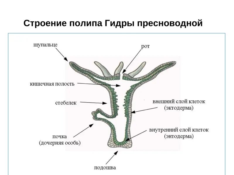 Система тела кишечнополостных