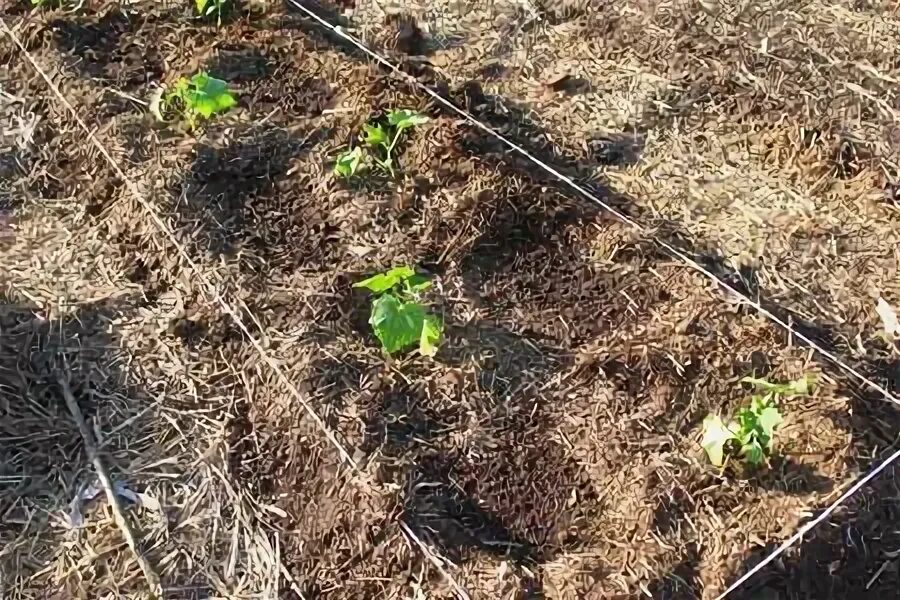 Огурцы посадка грунт. Огурцы в открытом грунте посадка. высадить огурцы в открытый грунт. сажаем огурцы в открытый грунт семенами. огурцы в грунте в открытом грунте посадка.