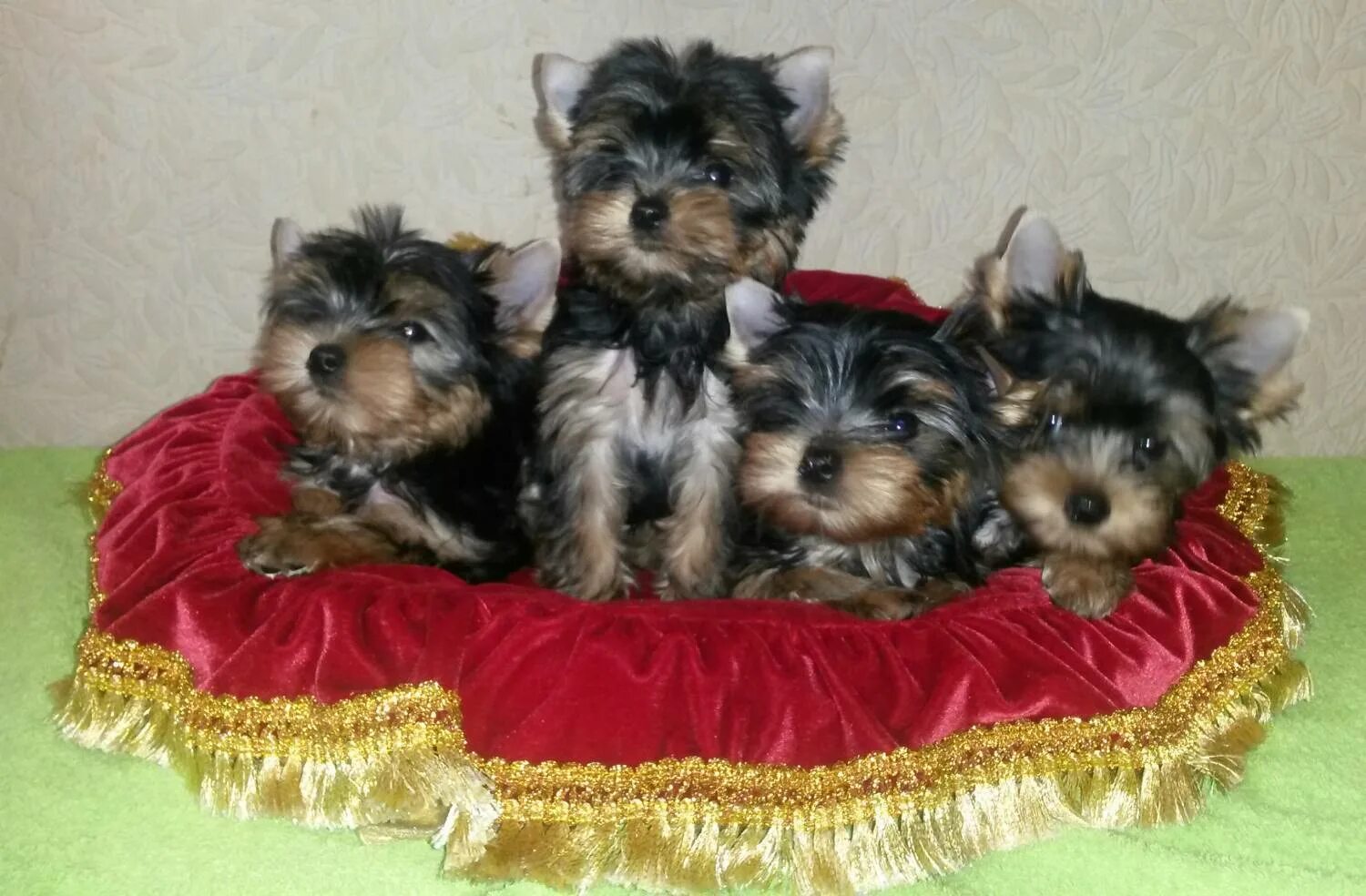 Помет йоркширского терьера. Помет йоркширского терьера. Помет йоркширского терьера. Помет йоркширского терьера. Йоркширский терьер 1 месяц.