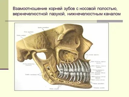 Полости корень