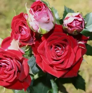 Star roses