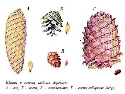 Форма чешуек шишки лиственницы