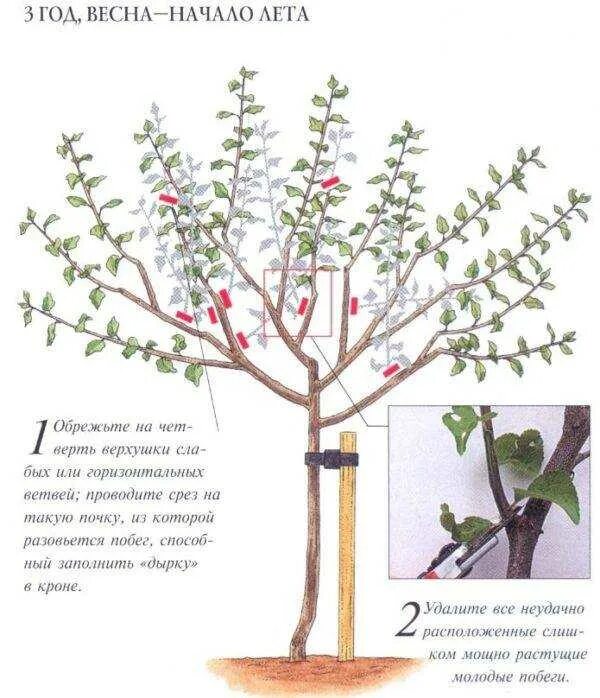Можно ли обрезать вишню. Обрезка войлочной вишни весной. Весенняя обрезка черешни схема. Обрезка деревьев черешни. Подрезка черешни весной схема.