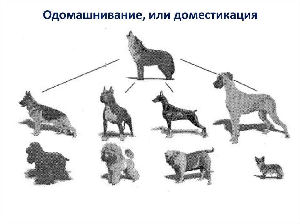 Выведение породы людей. Одомашнивание начальный этап селекции. Доместикация одомашнивание. Одомашнивание животных селекция. Селекция пород собак.