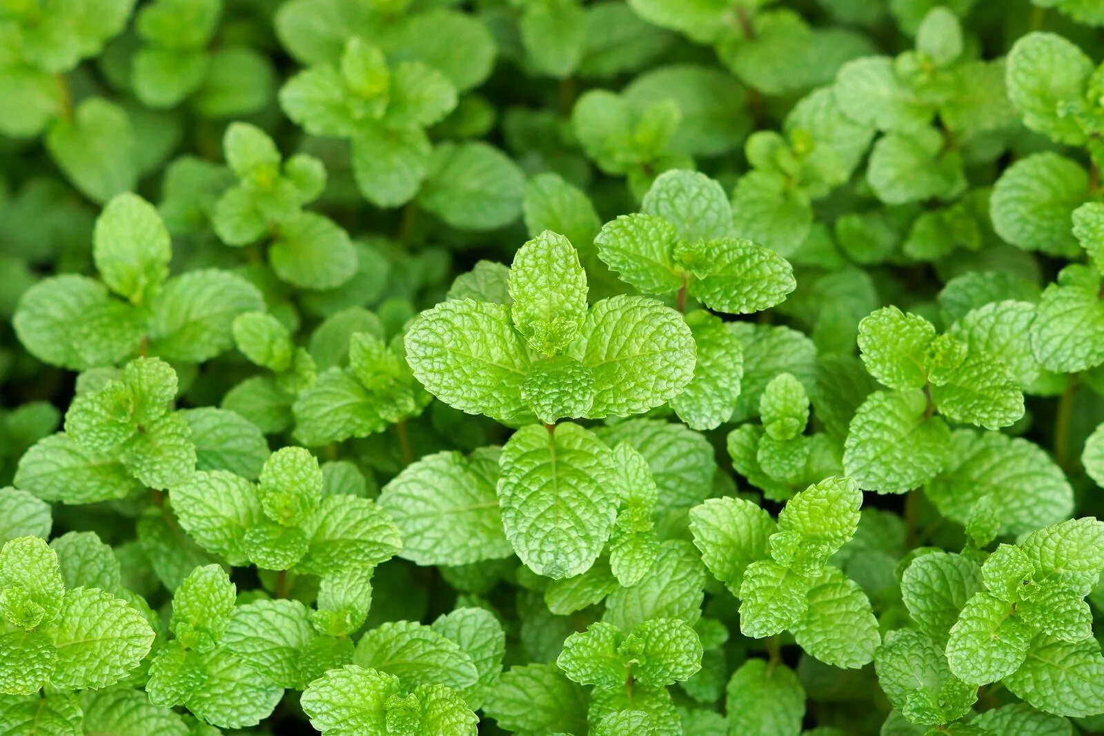 Mint фото. Мята перечная (Mentha piperita). Мята перечная Méntha piperíta. Мята перечная (Mentha piperita l.).. Мята Orangenminze.