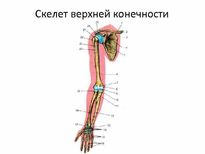 Скелет верхней конечности человека. Скелет верхней конечности человека рисунок. Скелет свободной верхней конечности. Свободная часть верхней конечности.