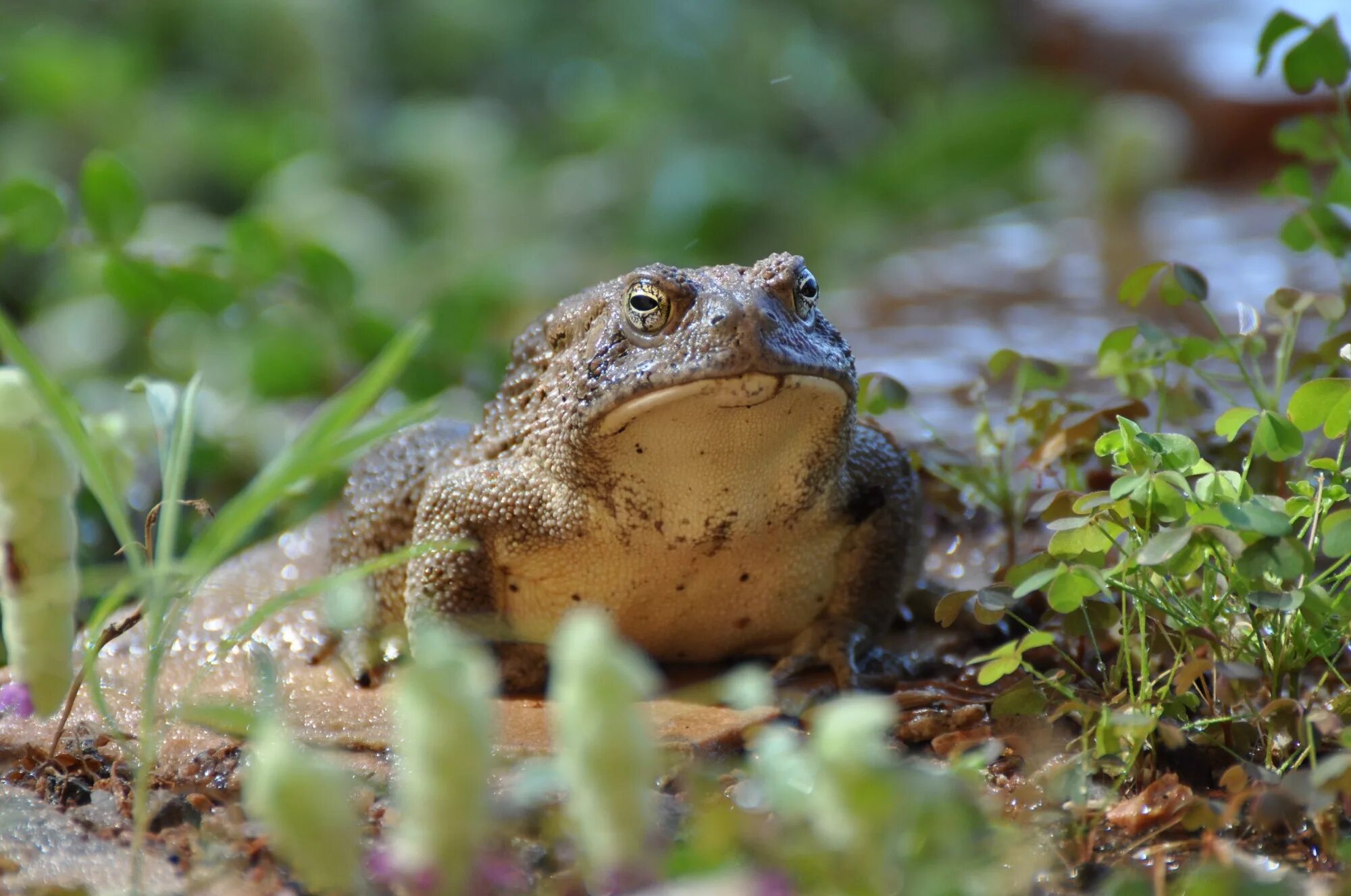 На чем сидит лягушка в болоте. Титикакский Свистун. Лягушка Болотная. Жаба Болотная фото. Жаба в болоте.