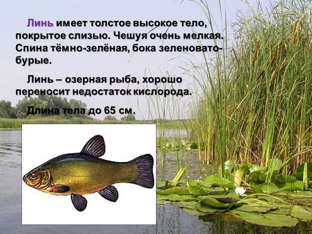 Озерная рыба Линь. Линь среда обитания. Линь (рыба) описание. Сообщение о рыбе Линь.