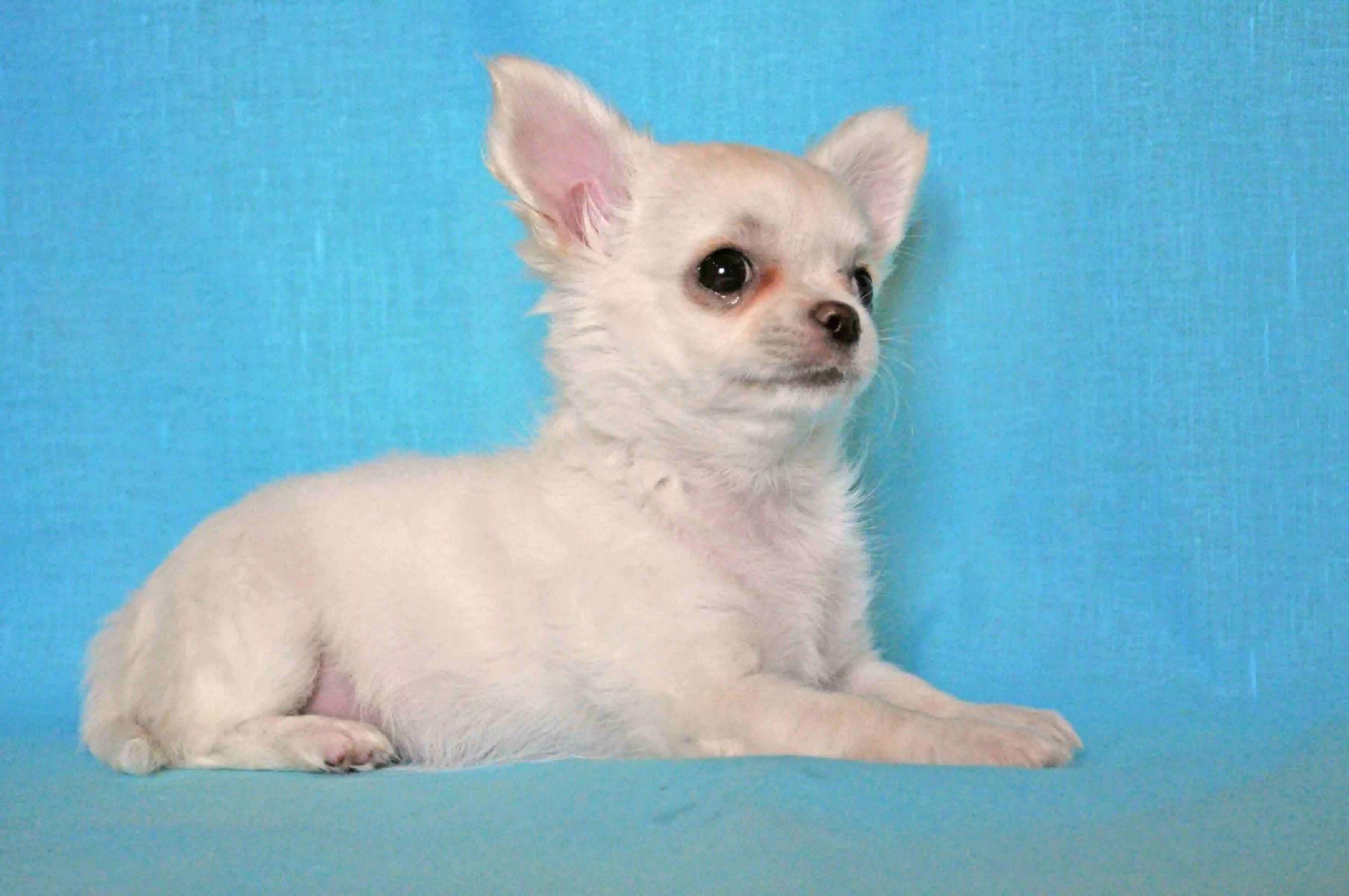 чихуахуа плохо. порода чау хуа хуа. чихуахуа тип кобби. чихуахуа плохо. чихуахуа плохо.