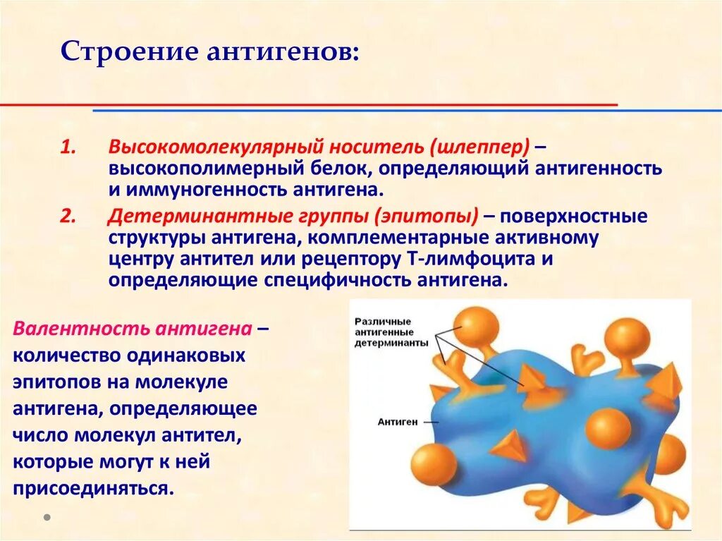 Выработка организмом антител. Строение антигена иммунология. Строение антигена иммунология носитель. Структура антигена иммунология. Структура антигена эпитоп.