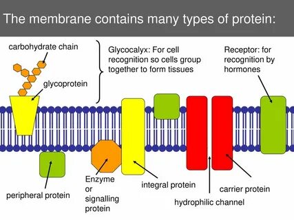 Membrane