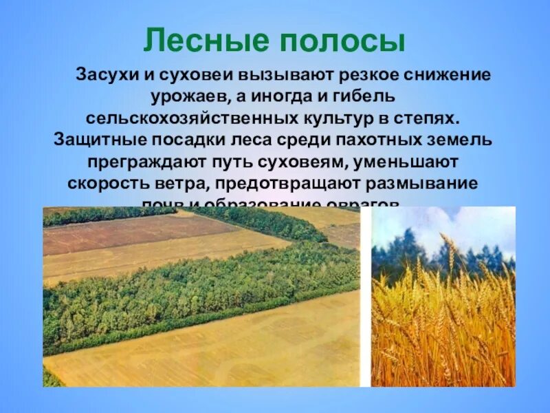 Лесополоса белая калитва пенза. Условные обозначения узкие полосы леса. Полезащитные лесные полосы. Полоса леса 11 букв. Полоса леса 11 букв.