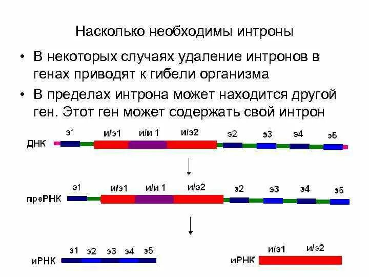 Насколько обязательно. Интроны в генах. Интроны в генах наличие. Интрон Гена. Интроны ДНК.