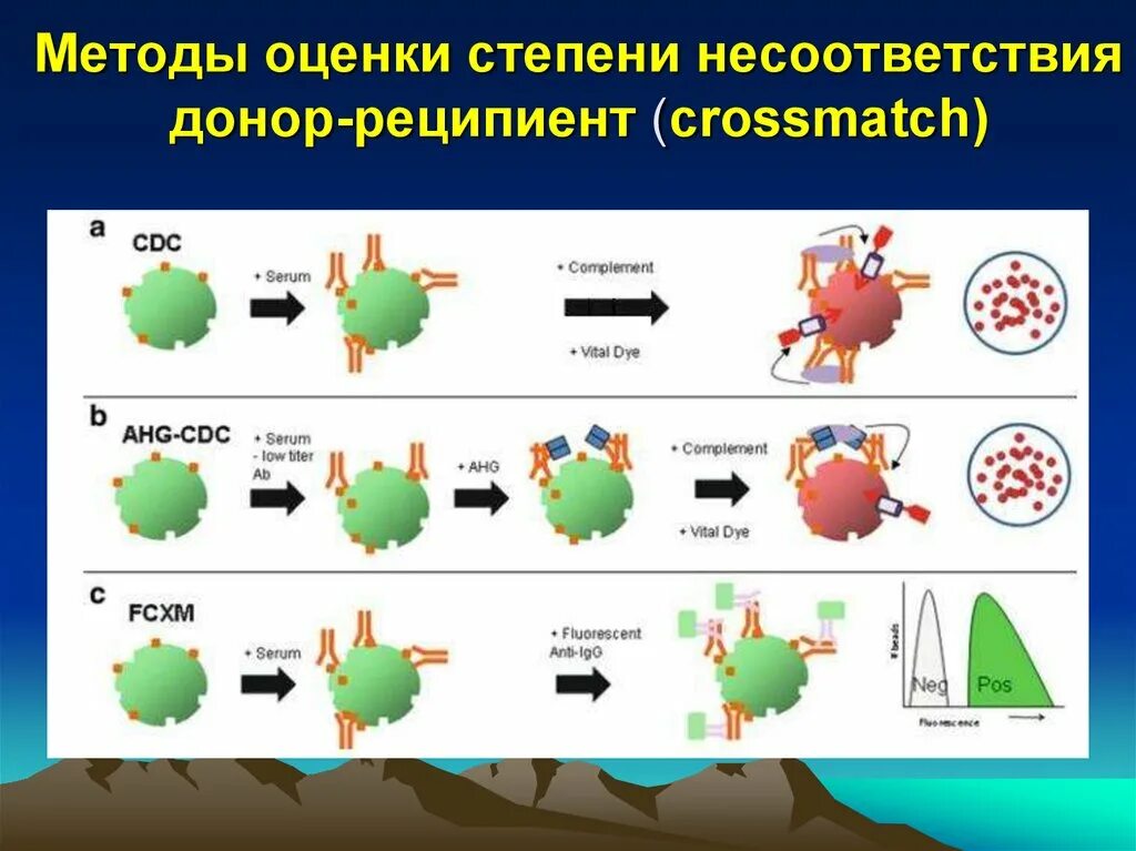 Донор и реципиент. Технология трансплантации эмбрионов. Донор реципиент схема. Донор это в генетике.