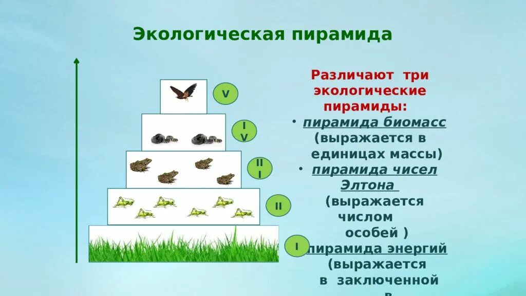 Трофический уровень экологической пирамиды. Экологическая пирамида биомассы. Пирамиды численности биомассы и энергии. Пищевые уровни экологическая пирамида. Экологическая пирамида биоценоза