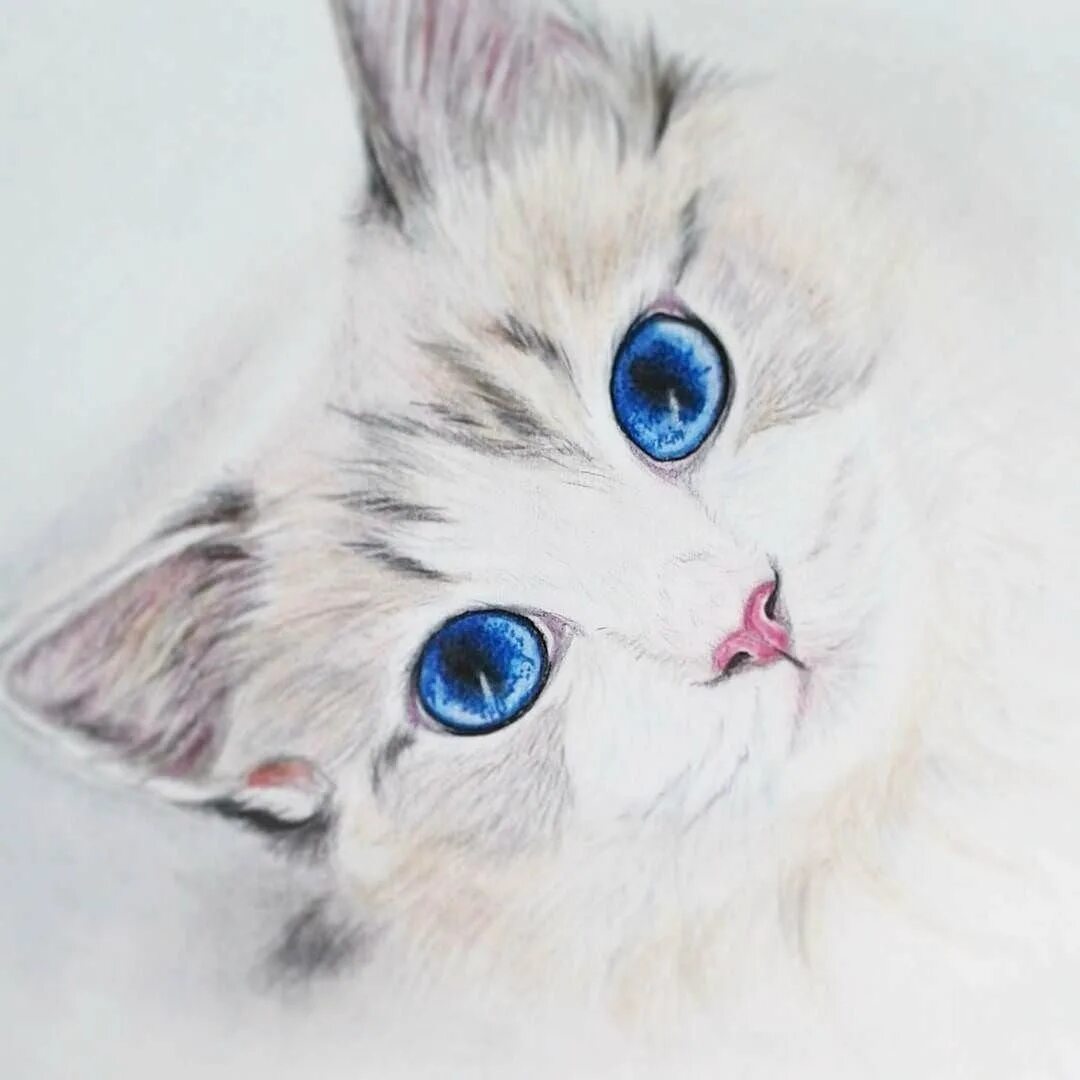 Милые котики рисунки легко и красиво. Рисунки котиков. Милые рисунки. Котик рисунок. Котенок рисунок.
