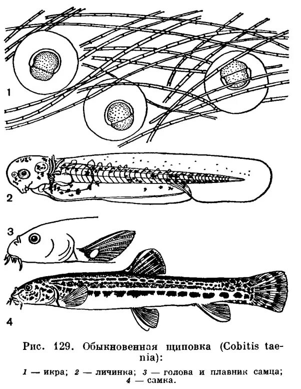 вьюн пискун рыба. рыба вьюн речной. рыба вьюн пескарь. вьюн щиповка. промысловая речная рыба семейства вьюновых.