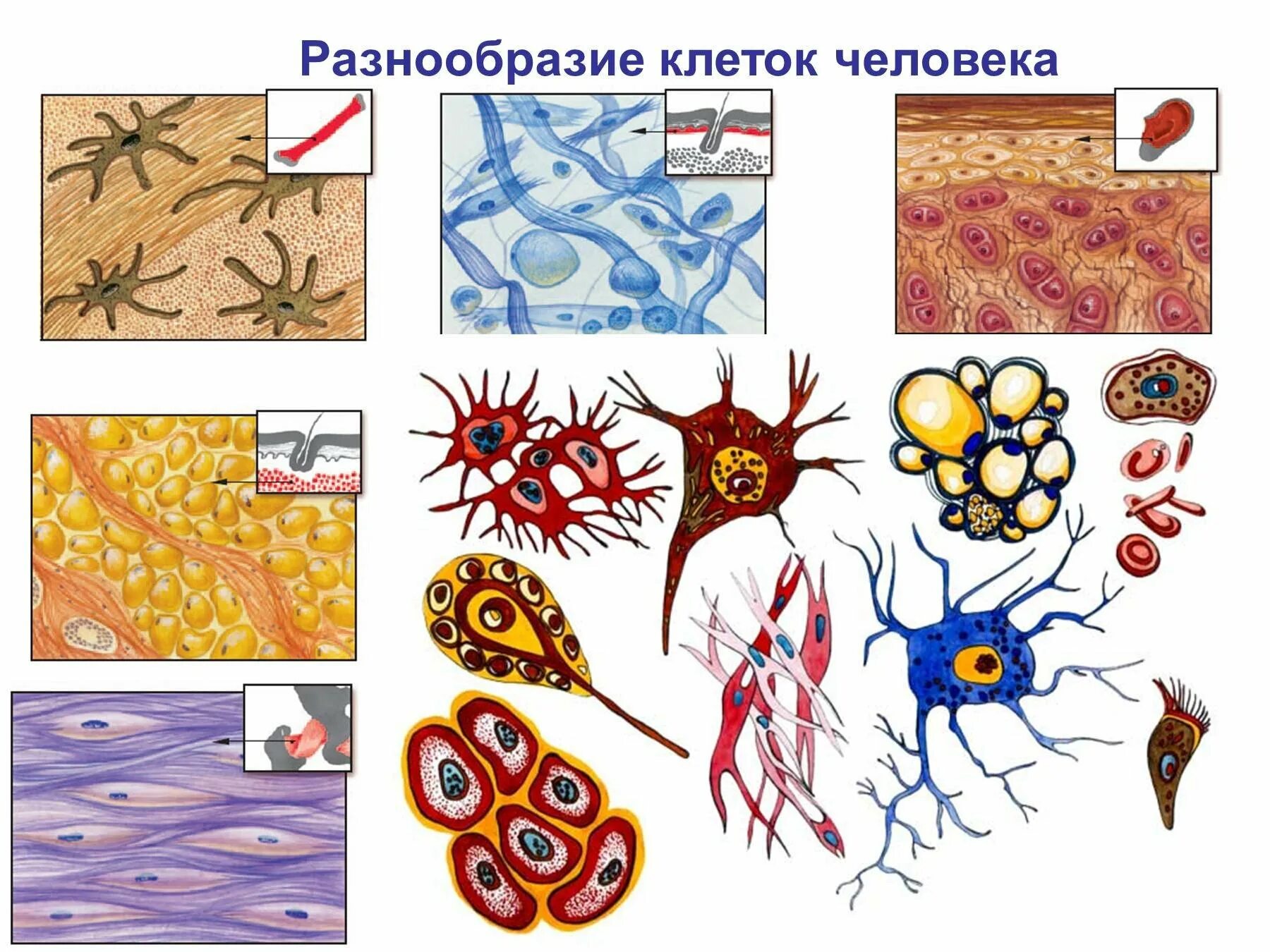 Группа клеток организма выполняющих