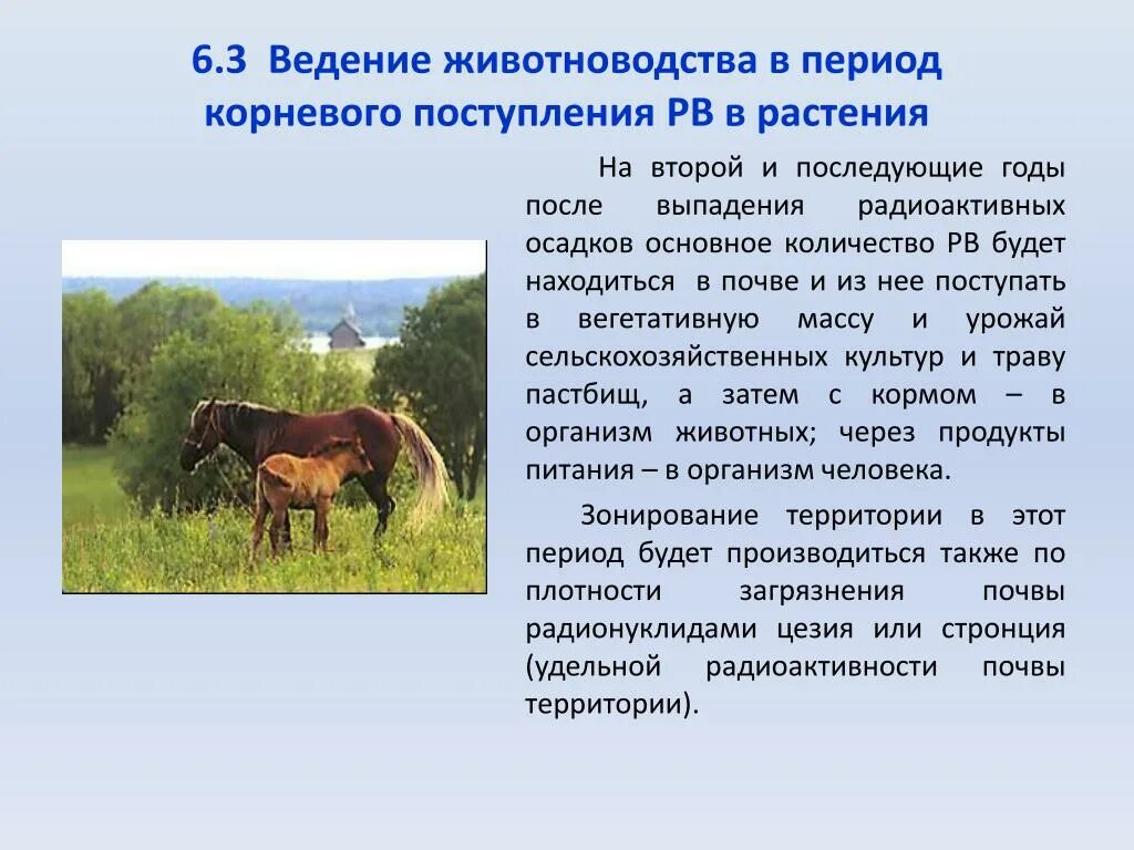 Растениеводство в вест индии. Сельское хозяйство чеченской республики презентация. Мясное скотоводство. Коровы на водопое. Ведение животноводства.