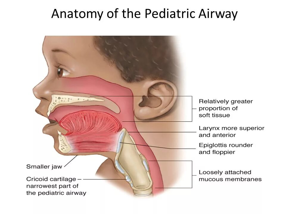 Детская гортань. Строение гортани. Гортань ребенка и взрослого. Глотка новорожденного анатомия. Гортань новорожденного.