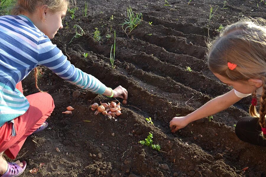 Дети посадили огород. Дети сажают огород. Огород для детей. Дети сажают огород в детском саду. Грядка для детей.