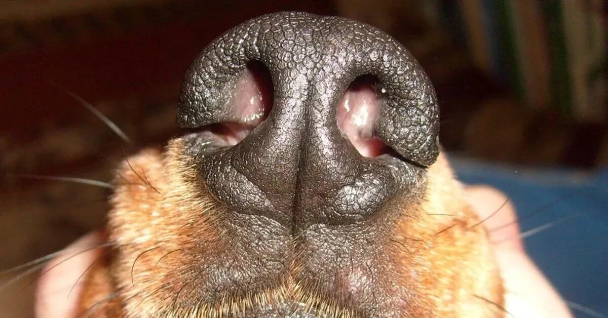 Новообразование на носу у собаки. Нос собаки.